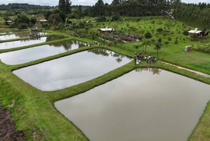 El oro de las chacras misioneras: claves técnicas y costos para ingresar al rentable negocio del Pacú de cultivo