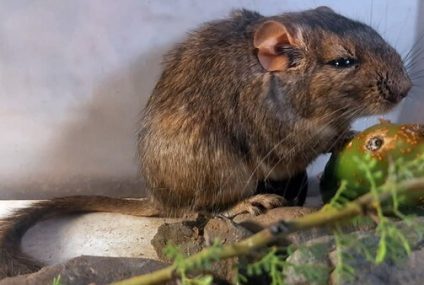 Descubren una nueva especie de roedor, la Rata vizcacha del Chaco Serrano