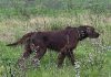 Un estudio científico internacional analizó el comportamiento de los perros de caza rurales