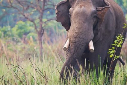 Un elefante salvaje y macho solitario llamado Dhurbe ha causado la muerte de al menos 25 personas desde el año 2010 en Nepal