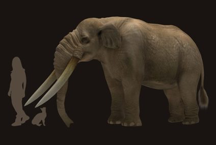 Poblamiento de América: confirman que los primeros humanos cazaban megafauna