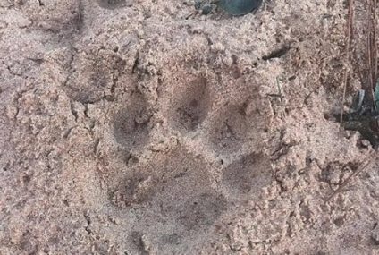 Alerta en Corrientes: Un yaguareté merodeó una escuela rural y movilizó a científicos