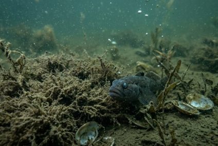 El planeta se queda sin aire bajo el agua