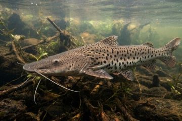 Veda de pesca del surubí pintado en 4 kilómetros del río Uruguay