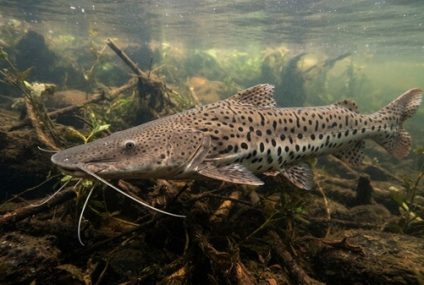Veda de pesca del surubí pintado en 4 kilómetros del río Uruguay Veda de pesca del surubí pintado en 4 kilómetros del río Uruguay