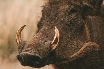 Los jabalíes han aprendido a cazar conejos y la culpa es del ser humano