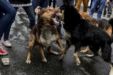 Caza de perros asilvestrados en Chile: : qué propone el proyecto de ley y en qué etapa está Caza de perros asilvestrados en Chile: : qué propone el proyecto de ley y en qué etapa está