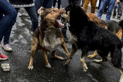 Caza de perros asilvestrados en Chile: : qué propone el proyecto de ley y en qué etapa está