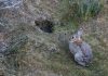 La Paradoja de la Estepa: El Fallo que Pone Cara a Cara a la Ciencia y al Derecho Animal