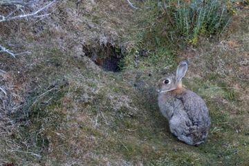 La Paradoja de la Estepa: El Fallo que Pone Cara a Cara a la Ciencia y al Derecho Animal