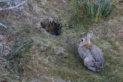 La Paradoja de la Estepa: El Fallo que Pone Cara a Cara a la Ciencia y al Derecho Animal