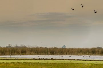 Finalizó el 6.° Relevamiento Regional de Anátidos en humedales de Argentina y Uruguay Finalizó el 6.° Relevamiento Regional de Anátidos en humedales de Argentina y Uruguay