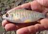 El Niño al rescate: Las crecidas del río Paraná favorecen la reproducción masiva de peces nativos