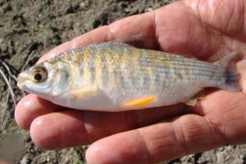 El Niño al rescate: Las crecidas del río Paraná favorecen la reproducción masiva de peces nativos El Niño al rescate: Las crecidas del río Paraná favorecen la reproducción masiva de peces nativos