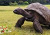 Dos siglos de vida: La ciencia descifra el ADN de Jonathan, la tortuga de 194 años