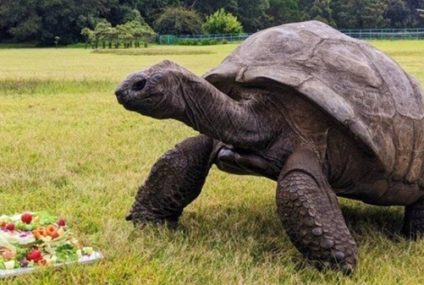 Dos siglos de vida: La ciencia descifra el ADN de Jonathan, la tortuga de 194 años Dos siglos de vida: La ciencia descifra el ADN de Jonathan, la tortuga de 194 años
