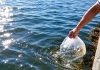 Laguna Chasicó: buscan recuperar la pesca con una nueva siembra de 100 mil pejerreyes