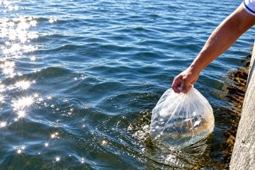 Laguna Chasicó: buscan recuperar la pesca con una nueva siembra de 100 mil pejerreyes