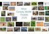 Humor salvaje: Se revelan las fotos finalistas del Nikon Comedy Wildlife Awards 2026
