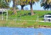 Sembraron 30.000 pejerreyes en una laguna bonaerense